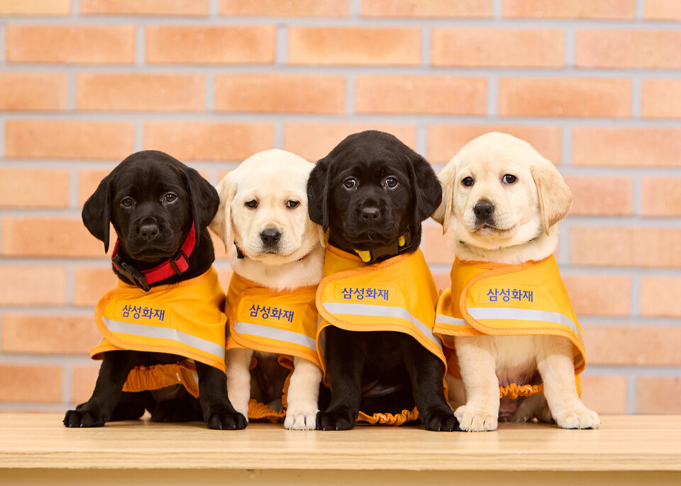 삼성화재의 대표 사회공헌사업인 안내견학교가 개교 32주년을 맞아 기념식을 개최했다. /삼성화재