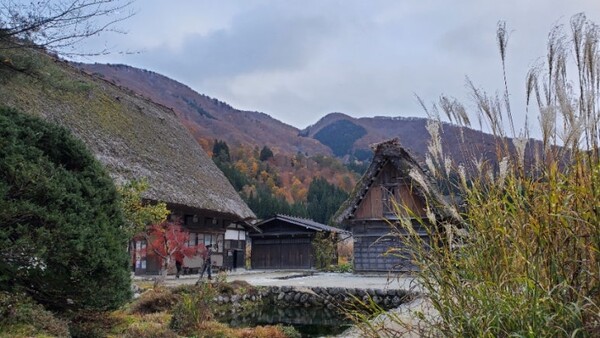 억새와 어우러진 와다야(和田家)/사진=양은심