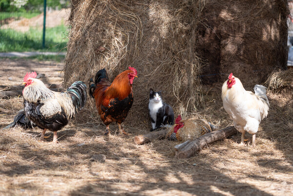 이전 산골짝 살 때 큰 마당에 울타리를 치고 돼지 염소 닭 기러기 등 온갖 동물을 키운 적이 있었다. 말은 통하지 않아도 한놈 한놈 눈길 주며 안부를 묻던 그때의 기억이 새롭다. /게티이미지뱅크