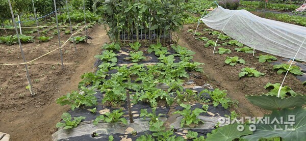 가을 김장용 무 배추가 자란 텃밭 모습 /박종섭