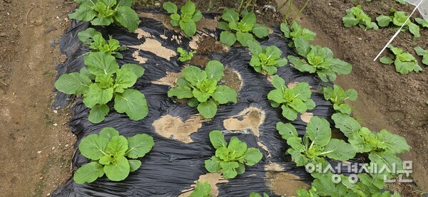싱싱하게 잘 자라는 배추 /박종섭