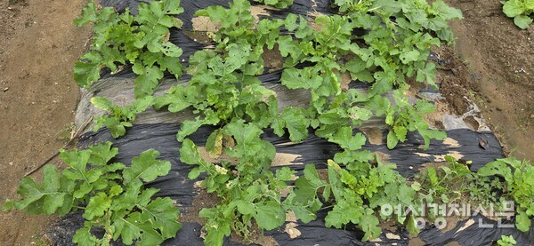 무는 왕성한 생명력으로 잘 자란다. /박종섭