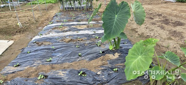 일찌감치 우리 밭에 와 터를 잡고 자라는 토란 /박종섭
