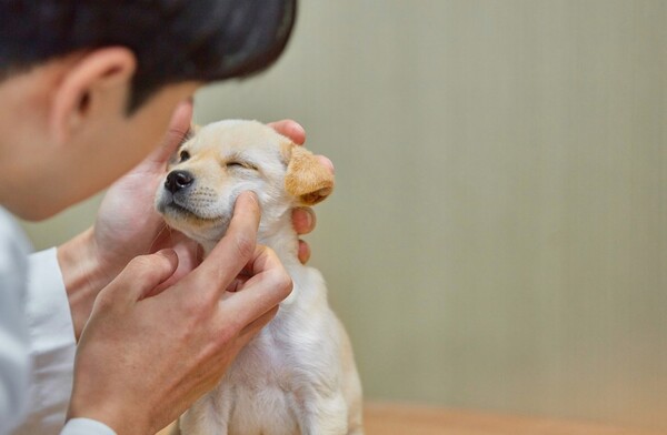 해보험업계에서 반려동물 보험 등 신상품을 선보이고 있다. /게티이미지뱅크