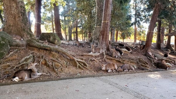 나라 공원 안은 그야말로 사슴 천국이었다./사진=양은심