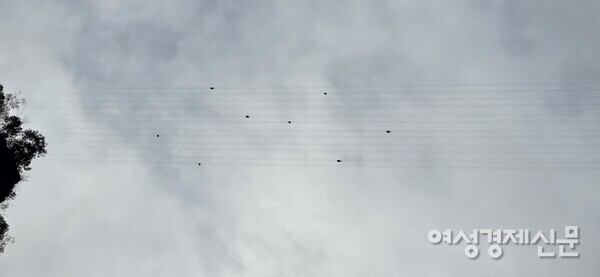 대협곡에서 집라인을 타고 있는 모습이 아찔하다. /박종섭