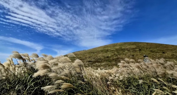 억새 물결이 일렁이는 새별오름 /사진=한익종