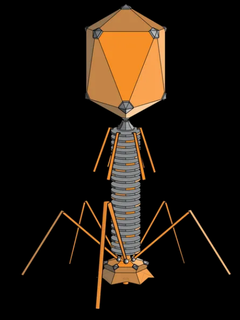 박테리오파지 /게티이미지뱅크