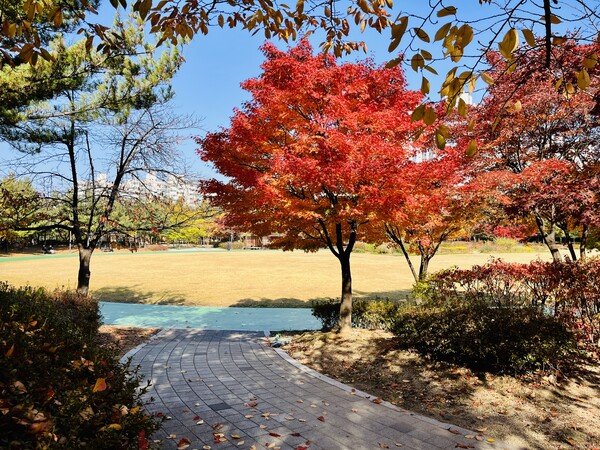   집 근처 공원도 가을단풍으로 화려하다. /프레스 모멘트