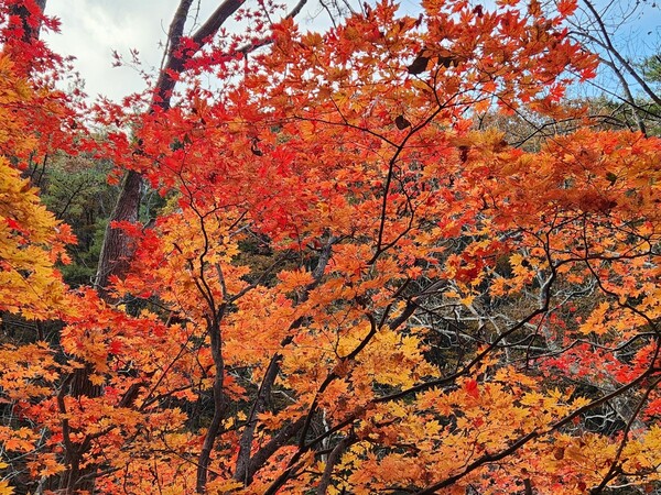 역시 단풍은 산 정상보다 아래쪽이 나은 것 같다. 하지만 아직도 제철은 아니다. 불처럼 활활 타오르던 단풍의 이미지는 머릿속 추억으로만 남은 걸까? /박헌정