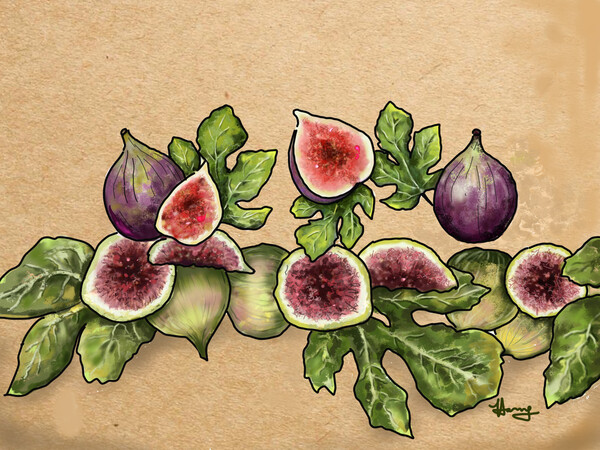 몇 년 전부터 부쩍 사랑받는 무화과 /그림=홍미옥, 아이패드로 그림