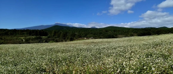 한라산록의 머체왓 메밀밭 /사진=한익종
