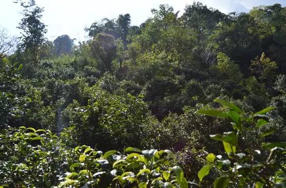 윈난성 임창 차구 대호새 고다원의 고차수, 오래된 차나무는 수령이 백 년에서 천 년이 넘는데 대부분 깊은 산골에 있다. 보이차를 마신다는 게 특권일 수 있다면 사람의 발길이 닿지 않은 자연 생태 환경에서 자란 차나무와 내가 하나 될 수 있다는 점이다. 이 얼마나 가슴 벅찬 일인가? /출처=古茶居