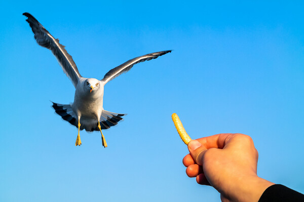 갈매기들이 새우깡을 받아먹는 것은 학습된 결과이다. 가장 많이 학습된 갈매기는 인천 앞바다 갈매기이다. 그러고는 속초 갈매기이다. /게티이미지뱅크