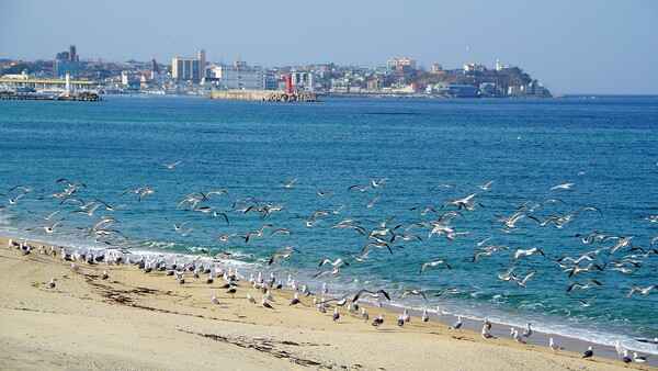 주문진 해변에서 휴식을 취하고 있는 갈매기들 /게티이미지뱅크