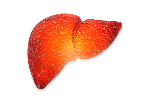 비만약 잇는 30조 '지방간(MASH)' 시장이 열렸다. 글로벌 자금이 쏠리는 가운데 한미·유한·동아ST가 도전장을 냈다. 성공 시 '잭팟'이 기대되나 단순 테마보다 빅파마 기술수출 여부를 따지는 선구안이 필수다. /게티이미지뱅크